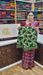 Premiumcottonsaree_athvaithasungudi_RMS
